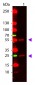 Anti-Mouse IgG (H&L)  (ATTO 655 Conjugated) Pre-Adsorbed Secondary Antibody